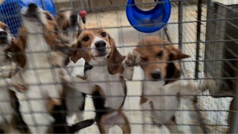 “Why we’re fighting to free Britain’s lab beagles” “Why we’re fighting to free Britain’s lab beagles”
