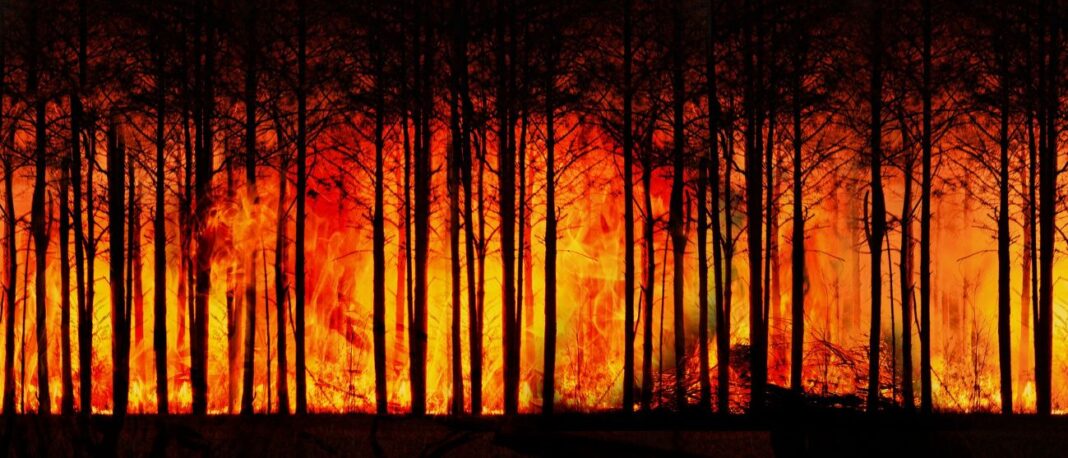 The planet is burning – and capitalism is holding the hose The planet is burning – and capitalism is holding the hose